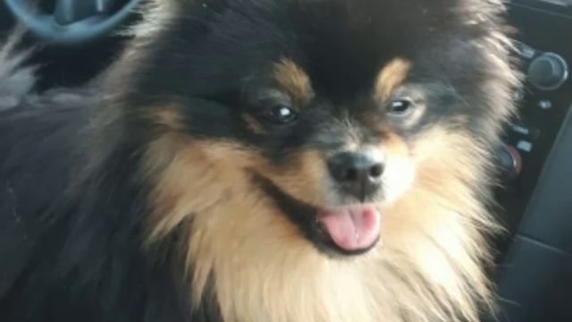 Стрим по стандофф2 смотреть онлайн