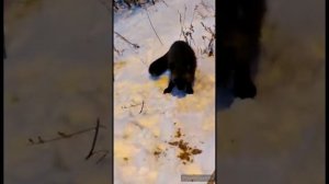 Ручные лисы на Маске скорби и закат на море в парке Маяк. Магадан с Натали. Ноябрь 2022