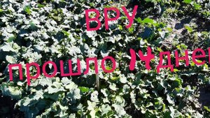 ЕКСПЕРЕМЕНТ с применением ТРИБЕНУРОН-МЕТИЛА на РАПСЕ!!!