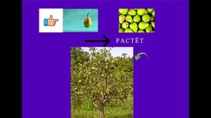 Лексическая тема Фрукты