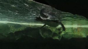 Пингвины плавали под водой