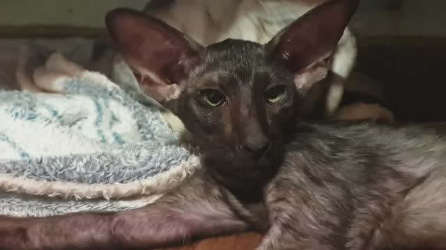 Ориентальный котенок из питомника Jungle