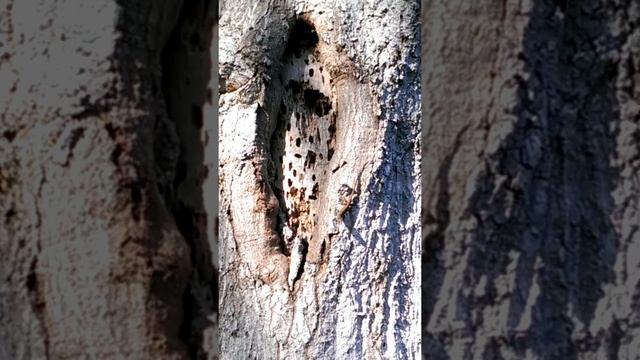 Parasites: Bugs Eatting Trees