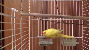 Самец какарика