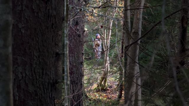 Рябчик на манок #охотанарябчика #рябчик #hazelgrouse #боровая #tritongear