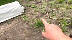 Рассада продаётся. Старая Дача в мае 2023 г.
