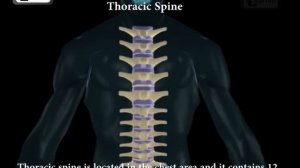 Spine or Vertebral column | Spine bones joints | Human Spine Anatomy 3D animation | Elearnin