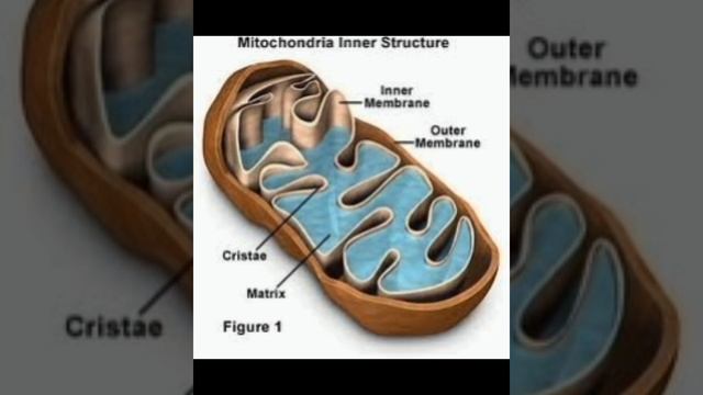 mitochondria and its function