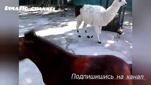 Зоопарк Тайган Крым 2013г.