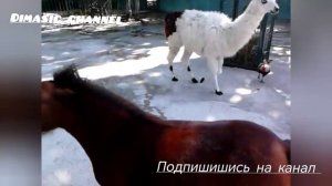 Зоопарк Тайган Крым 2013г.