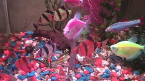 тернеции барбусы