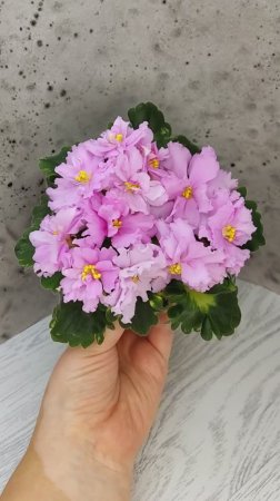 Фиалка АВ-Поющие Пески