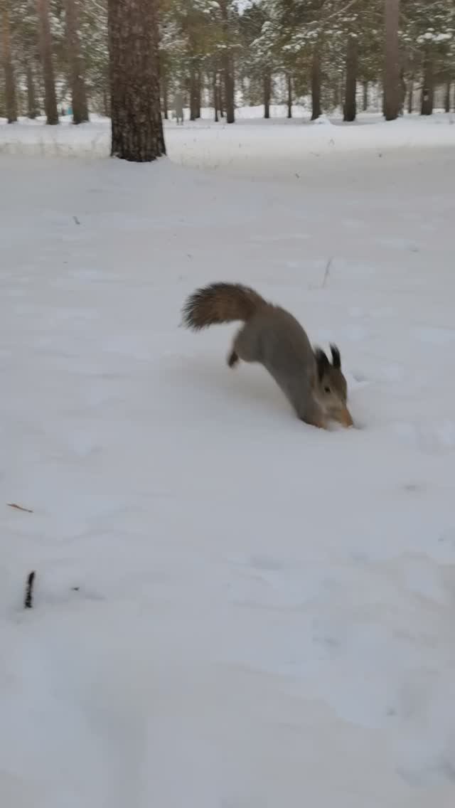 🐿️ #Белочка на снегу. Вот такая #осень. #ноябрь2024 #лайф #осень2024 #животные #снег #первыйснег