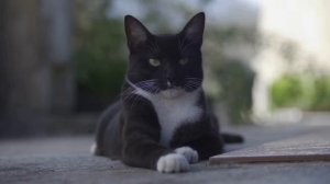 Lofi Hip Hop with Cats  Part 3 | Epic Chill Vibes & Relaxation Beats  Jean Misha