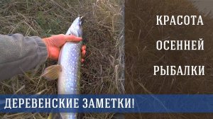 Щучка в деревенском пруду