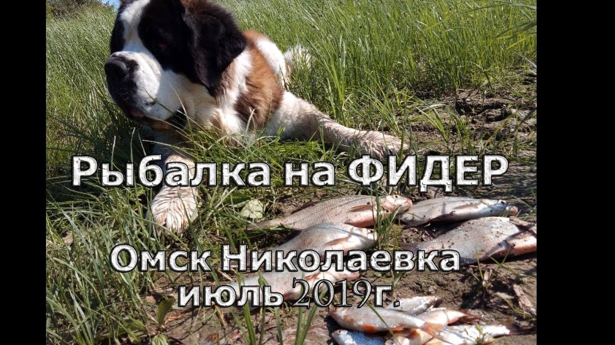 Рыбалка Иртыш. ФИДЕР Омск Николаевка июль 2019г.