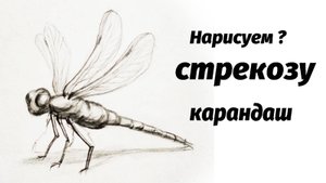 Как нарисовать стрекозу карандашом