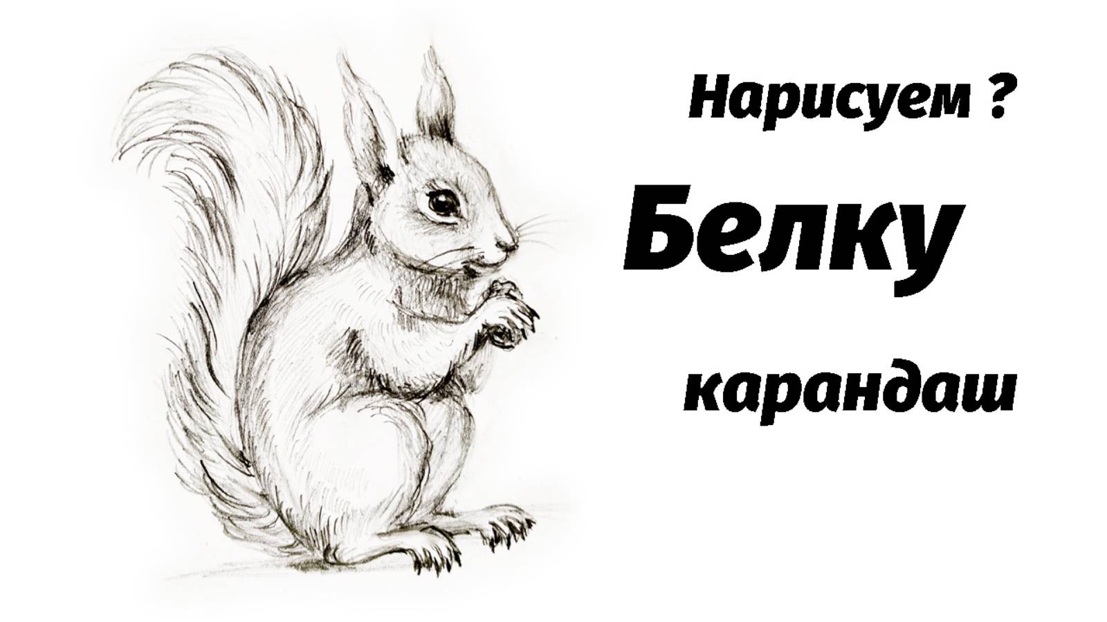 Как нарисовать белку карандашом