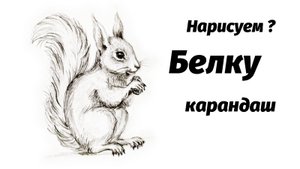 Как нарисовать белку карандашом