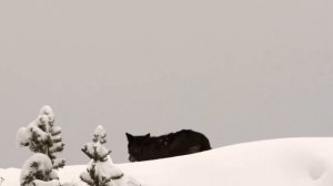 ВОЛЧЬЯ СТАЯ