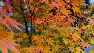 6113176-uhd_3840_2160_24fps