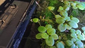 Обслуживание аквариума плюс крутой наполнитель для фильтра Purigen Rus 04.11.2004