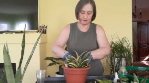 Поговорим о пересадке и поливе сансевиерий. И как же без комментарий..Любовь Скороходова