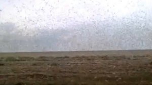 Нашествие саранчи  в Калмыкии!