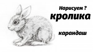 Как нарисовать кролика карандашом