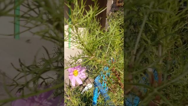 Ромашки из детства!