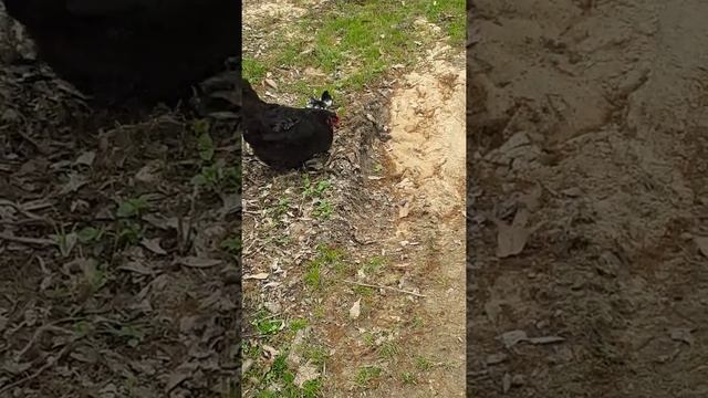 Black Australorp. Heritage breed world record egg layers. Every Homestead needs.