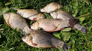 Насадка для мирной рыбы.