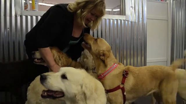 Urban Dog Retreat смотреть онлайн