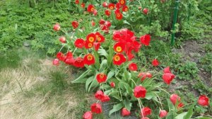 Дарите женщинам цветы