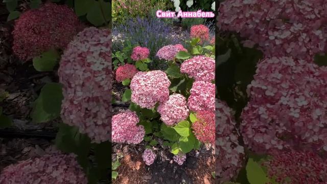 Свит Аннабель ❤️#свитаннабель #древовидныегортензии #гортензии