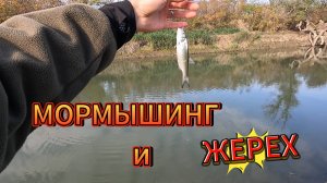 Мормышинг и жерех.
