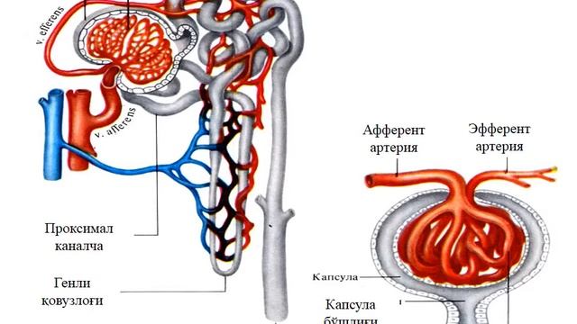 ayirish tizimi fiziologiyasi,buyraklar fiziologiyasi,siydik hosil bòlishi,айириш системами,буйрак