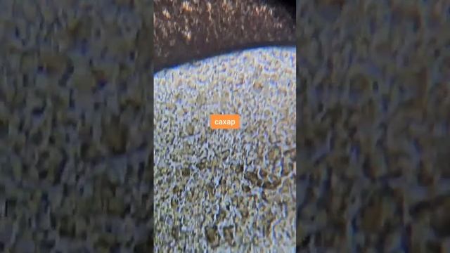 питьевой йогурт с лактобактериями под микроскопом смотреть онлайн