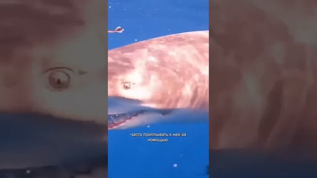 Поддержи подпиской 🙏 смотреть онлайн