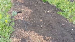 Бюджетный забор из оцинкованной сетки.