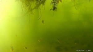 Подводный Сейм.Место 1.Город Курск.4К.Последний день сентября 2024