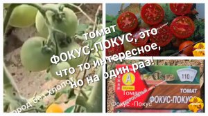 Томат ФОКУС-ПОКУС чем удивил, и почему больше сажать не буду!