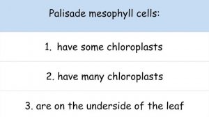 Structure of The Leaf - GCSE Biology | kayscience.com