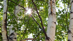 Поговори со мной гармошка НВА Русская песня