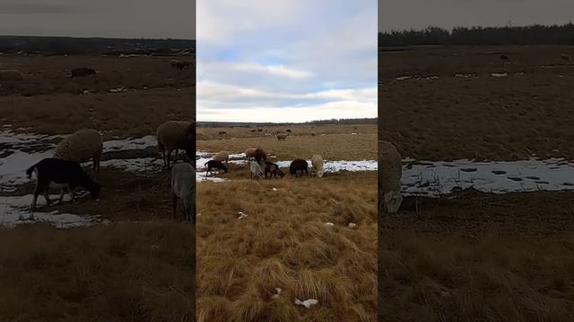 Снег растаял полностью.  овцеводство фермерскиесекреты овцы бараны животные природа выпас