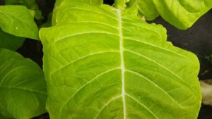 Голден Вилт (Golden Wilt) .