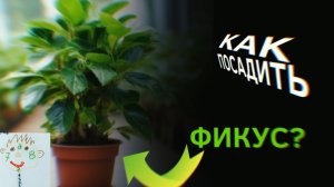 Как посадить фикус? Санëк покажет и Раскажет!