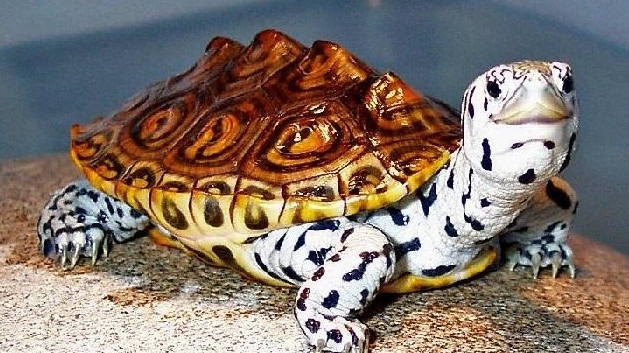 Начало смотреть онлайн