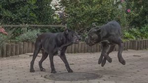 Кане корсо: Софи и Жоффрей