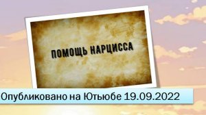 Помощь нарцисса (19.09.2022)